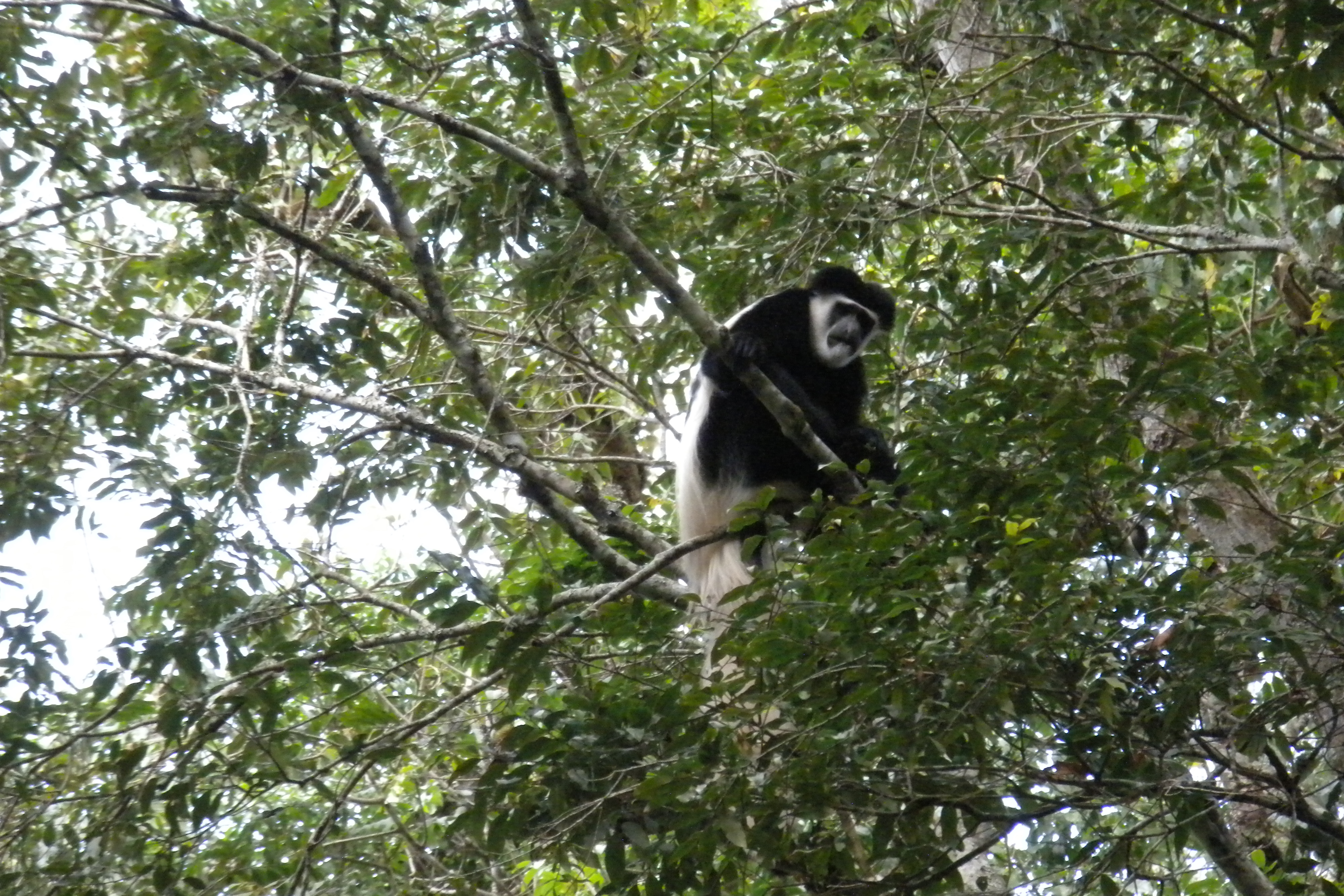 Black & White Colobus Monkey