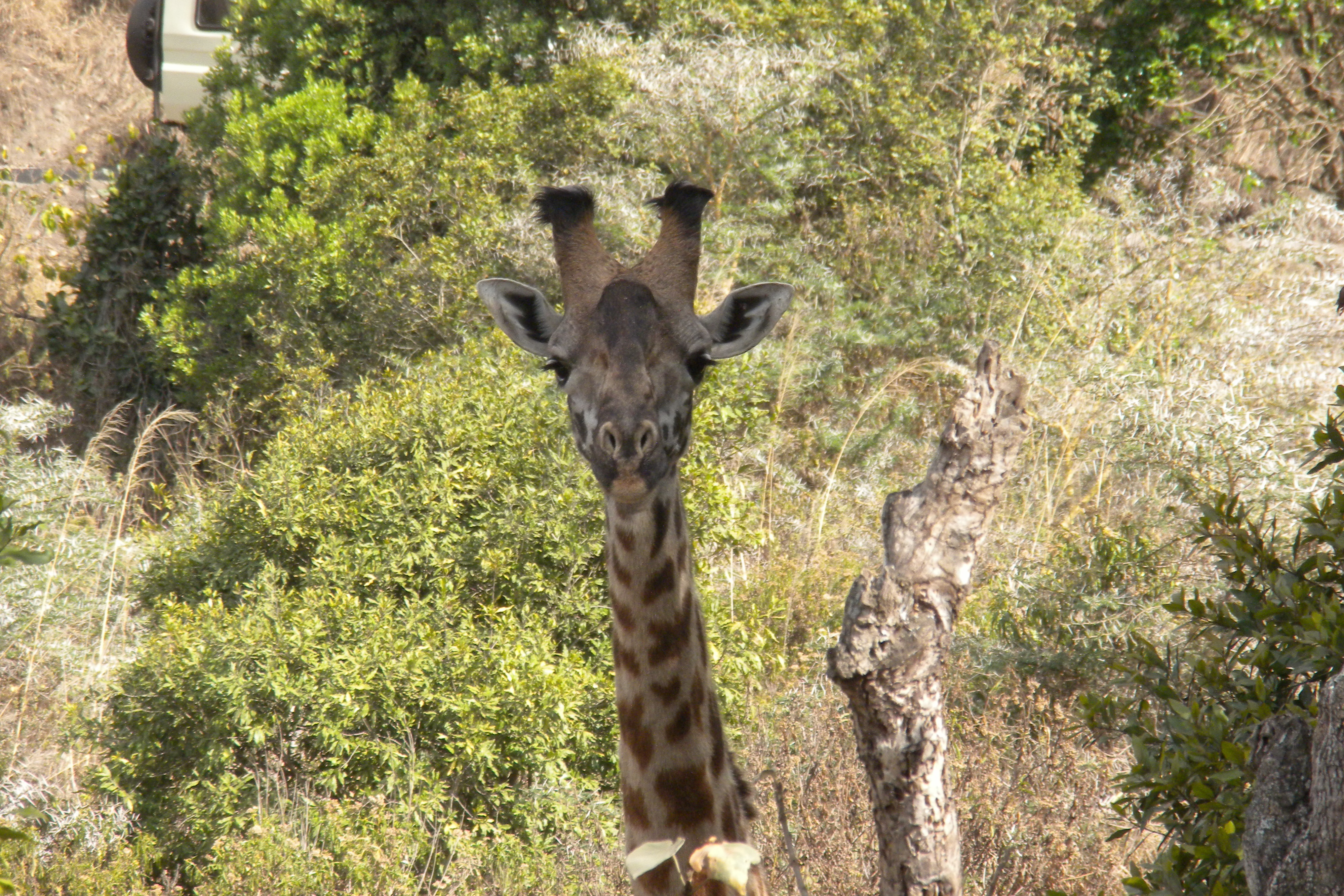 Masai Giraffe