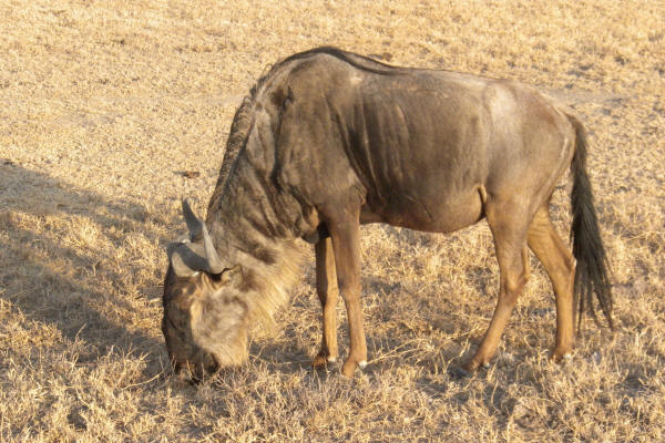 Wildebeest