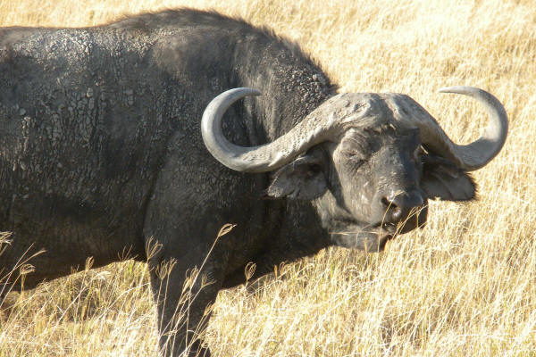Cape Buffalo