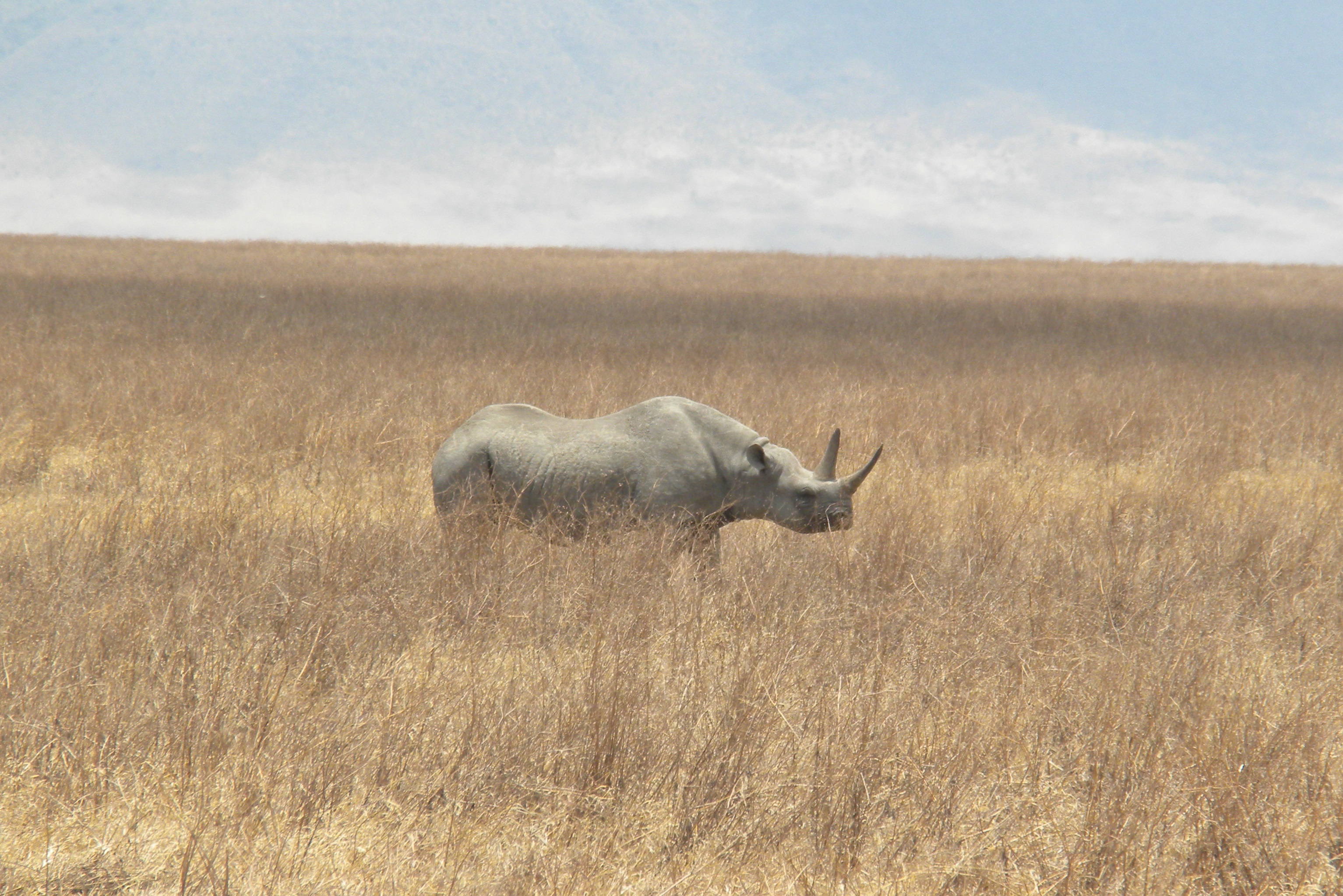 Black Rhinoceros