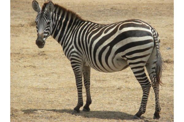 Common Zebra