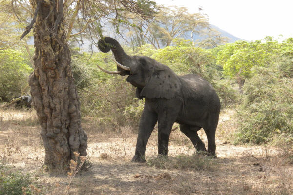 African Elephant