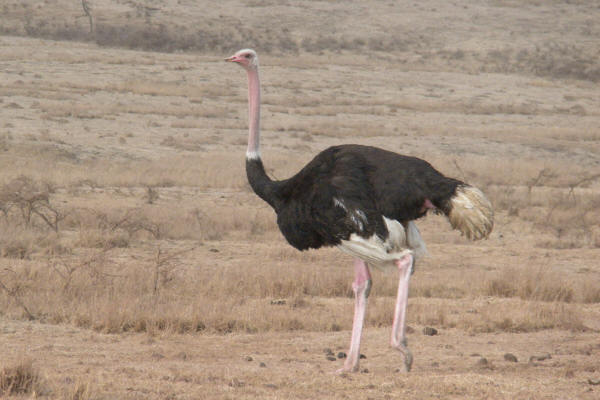 Ostrich