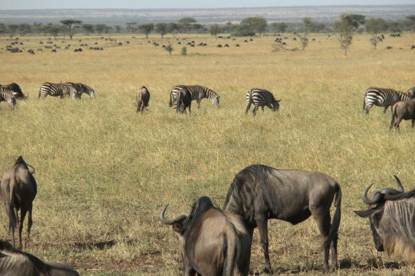 Wildebeest and Zebra
