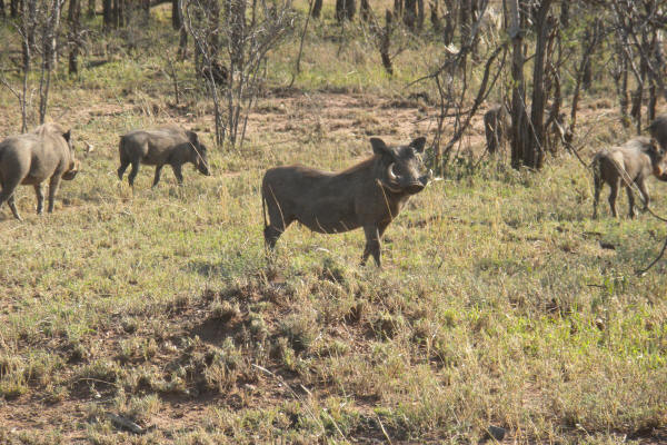Warthogs