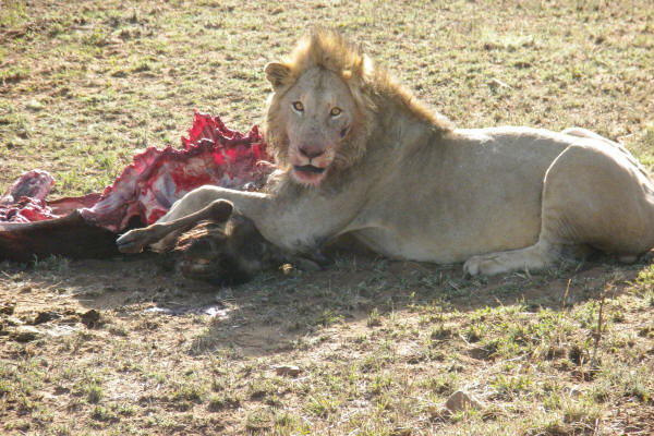 Lion