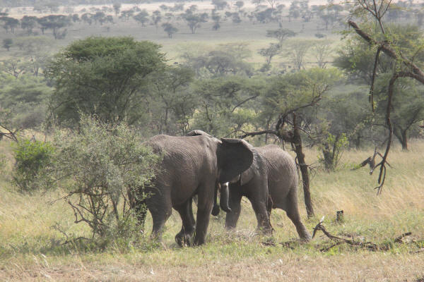 Elephants