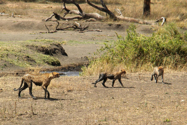 Cheetahs