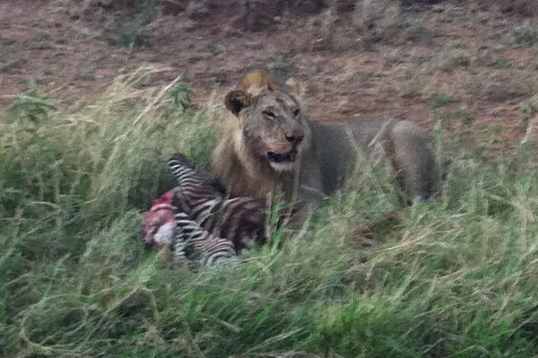 Lion