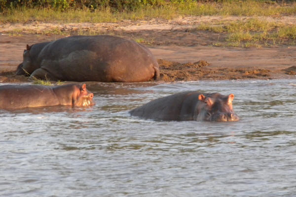 Hippos