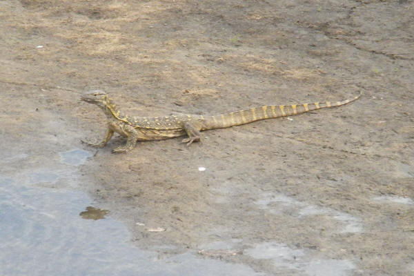 Monitor Lizard