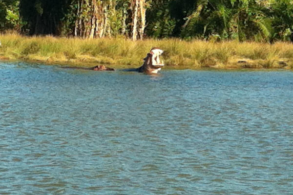 Hippo