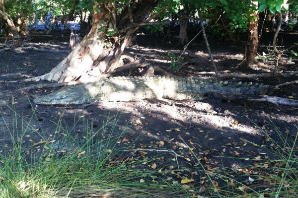 Crocodile
