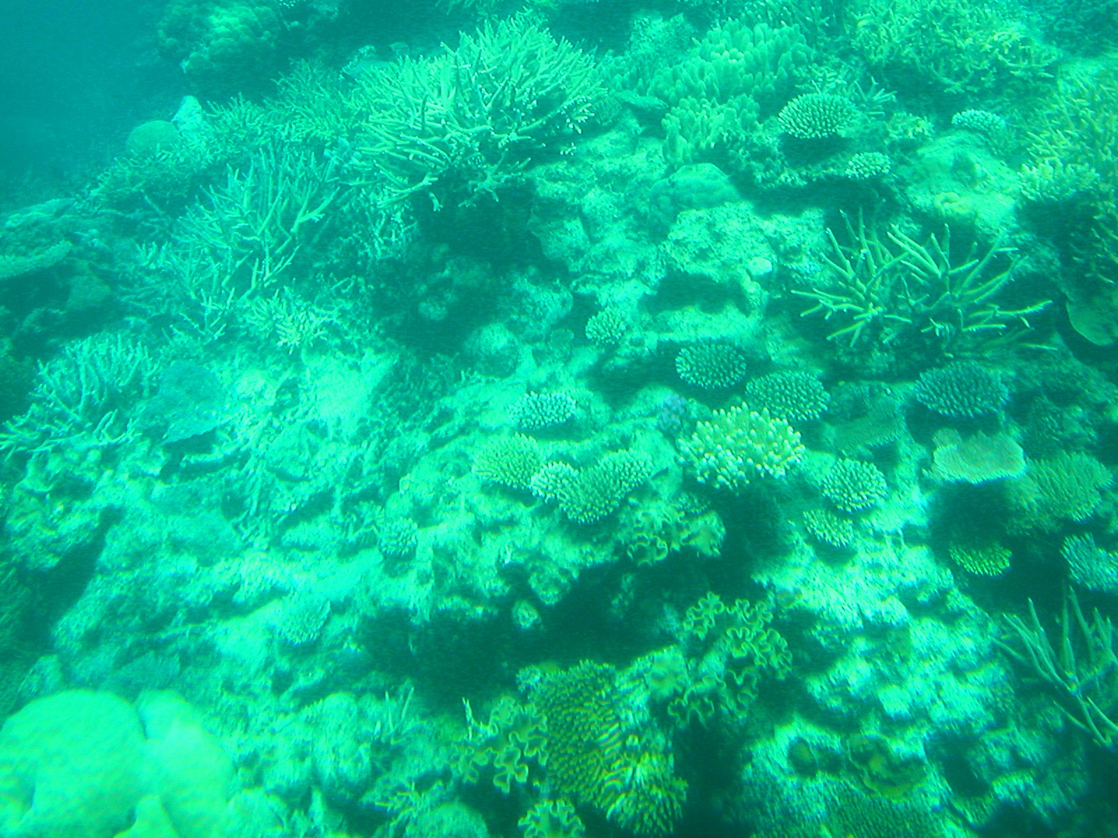 Australia, Great Barrier Reef